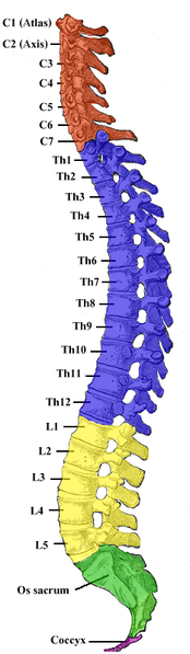 wiki spine